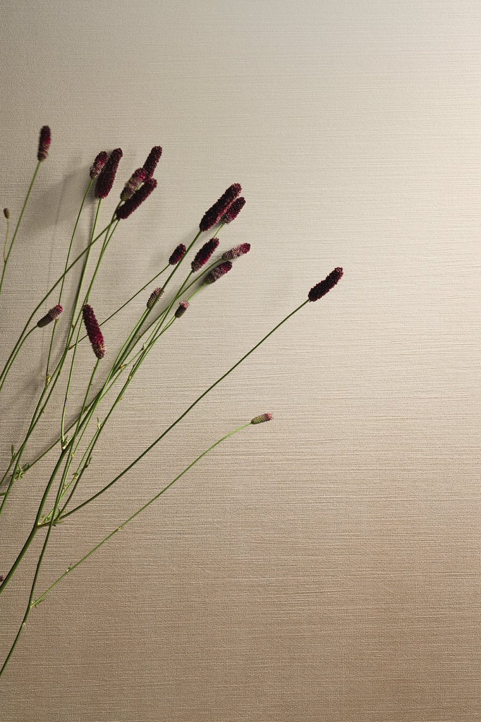 MARCA CORONA Iridea 2