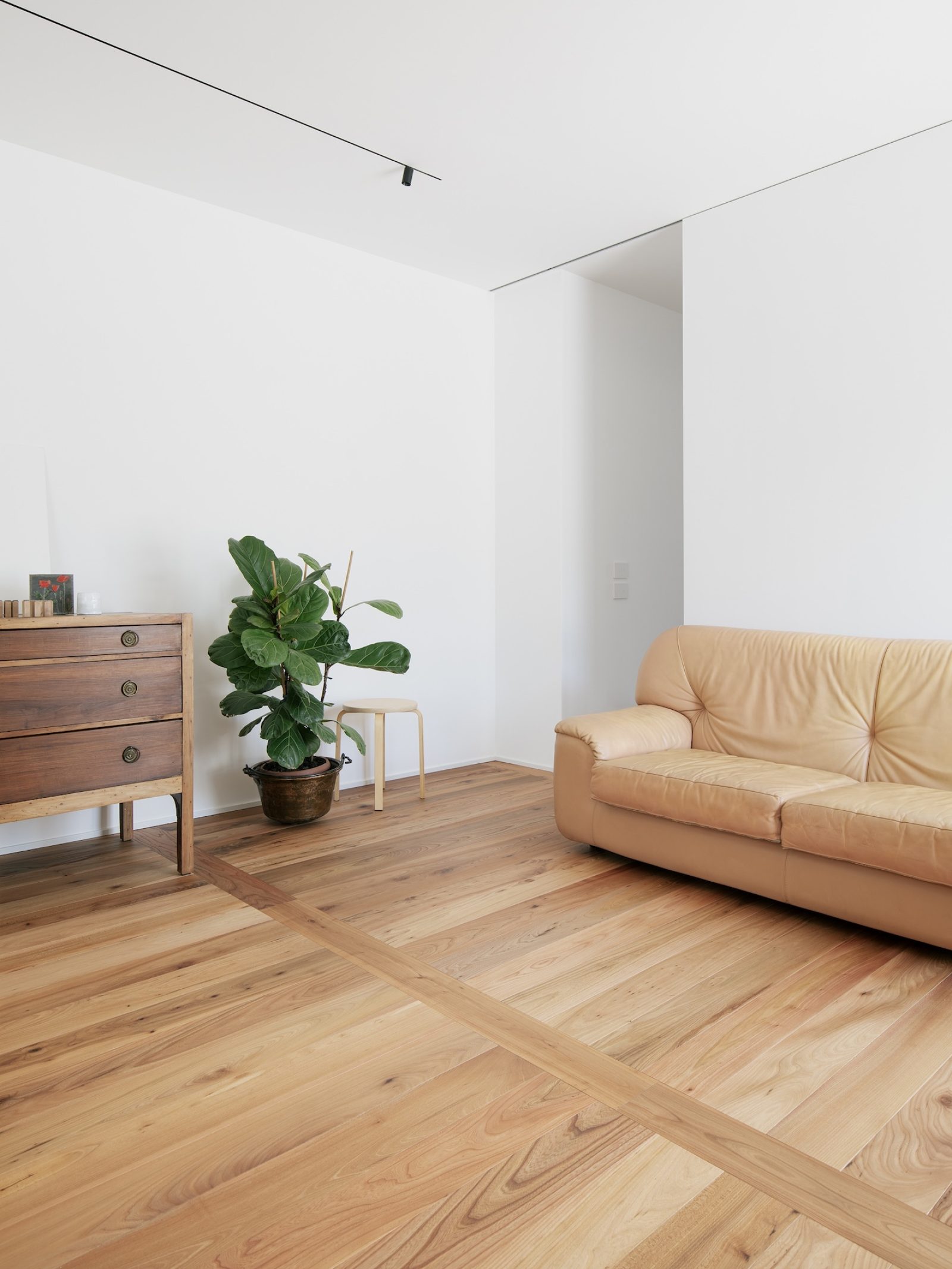 PROFILEGNO Olmo Europeo 6