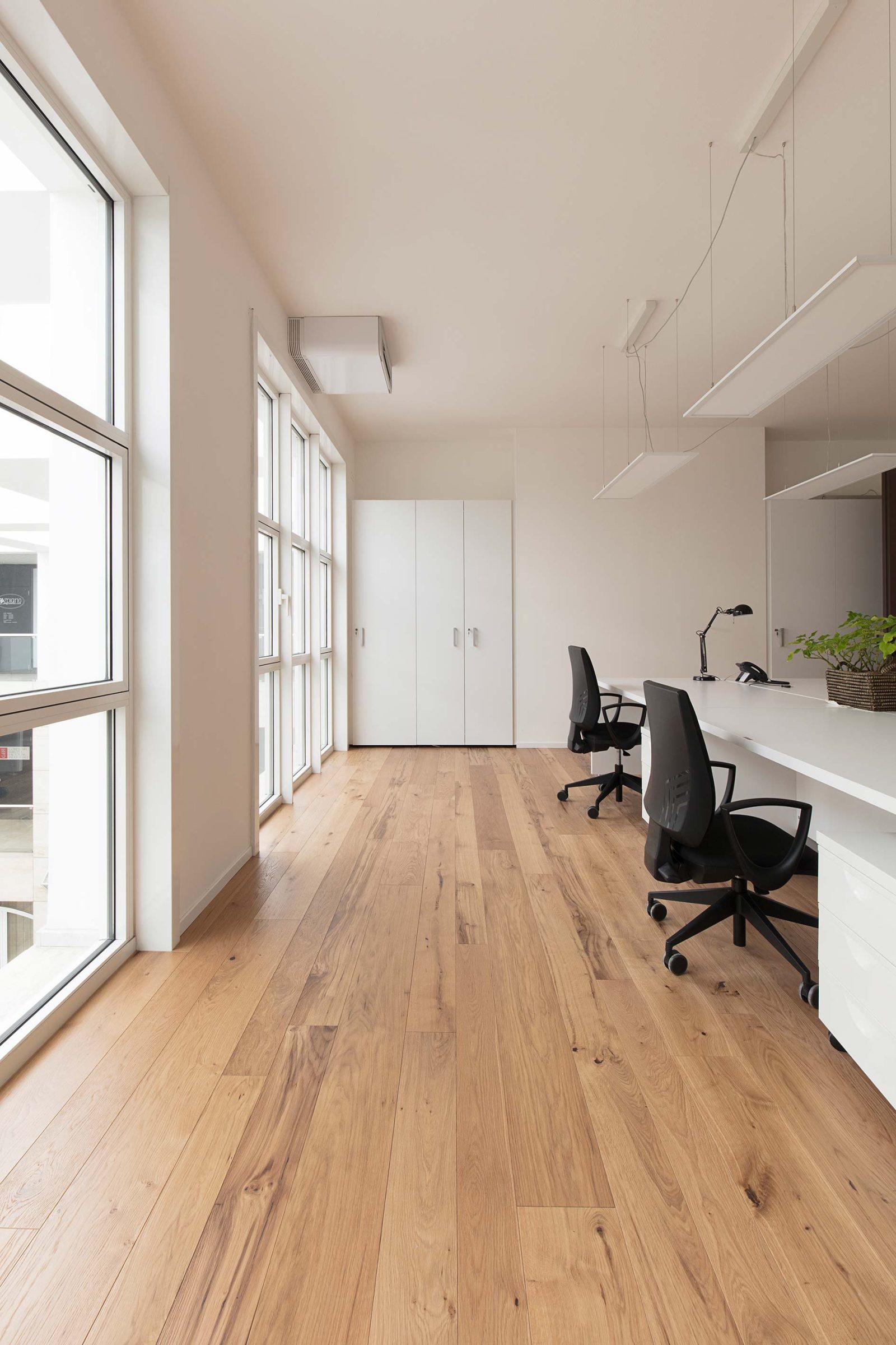 PROFILEGNO Rovere Vecchia Quercia 2