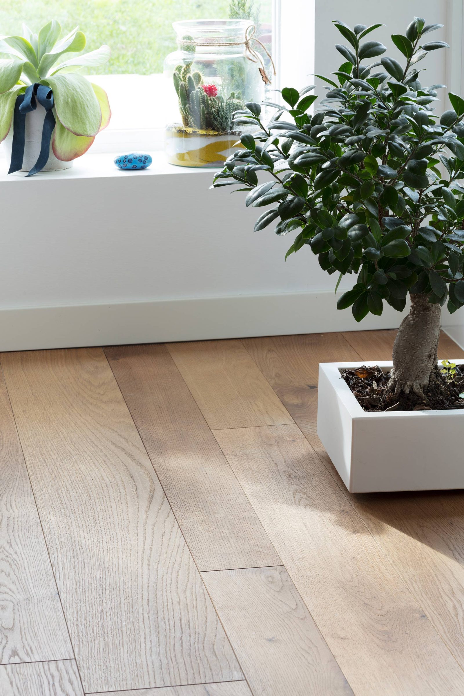 PROFILEGNO Rovere Vecchia Quercia 5